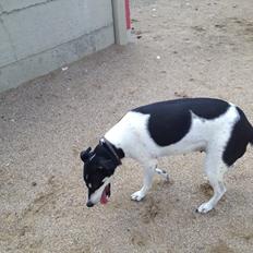 Blanding af racer Molly (Bjørn)