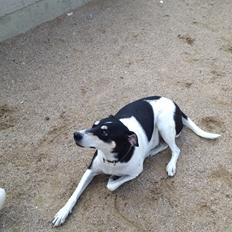 Blanding af racer Molly (Bjørn)