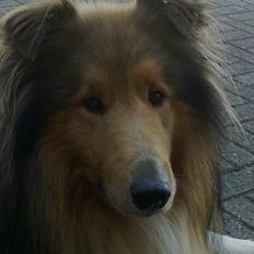 Collie langhåret Luie <33