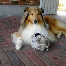 Collie langhåret Luie <33