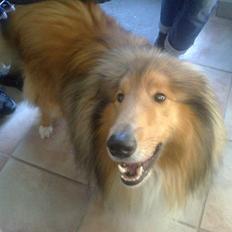Collie langhåret Luie <33