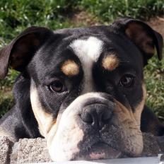 Olde english bulldogge Bulltok´s Baron fra Østergaard