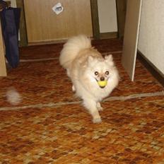 Pomeranian Cleo