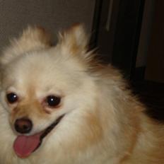 Pomeranian Cleo