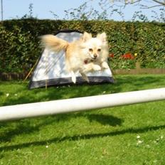 Pomeranian Cleo