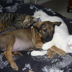 Blanding af racer Bobby