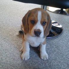 Beagle Snif:D