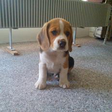 Beagle Snif:D