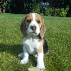 Beagle Snif:D