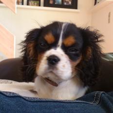 Cavalier king charles spaniel Fie
