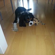 Cavalier king charles spaniel Fie