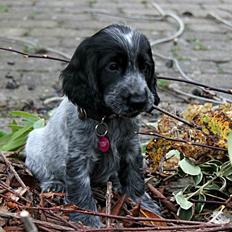 Cocker spaniel Maja