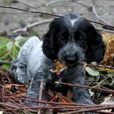 Cocker spaniel Maja