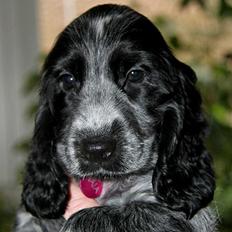 Cocker spaniel Maja