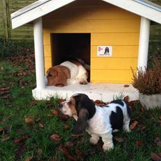 Basset hound Paddington