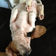 Basset hound Paddington