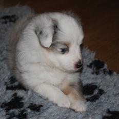 Shetland sheepdog Mejse