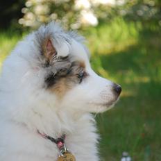 Shetland sheepdog Mejse
