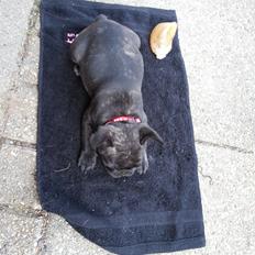 Fransk bulldog Frida også kaldet Frits <3