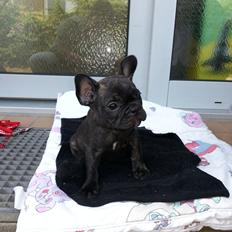 Fransk bulldog Frida også kaldet Frits <3