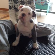 Olde english bulldogge Bullforce blue Eddie Himmelhund