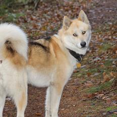 Grønlandshund Apa