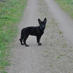Schæferhund Hajens Krumme