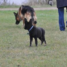 Schæferhund Hajens Krumme