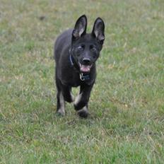 Schæferhund Hajens Krumme