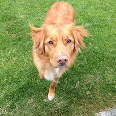 Nova scotia duck tolling retriever Anton