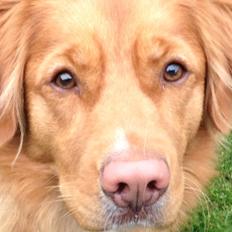 Nova scotia duck tolling retriever Anton