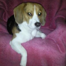 Beagle Abby