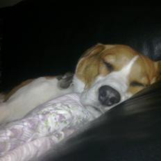 Beagle Abby