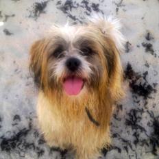 Lhasa apso werner