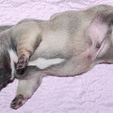 Fransk bulldog Casper-Cornelius Chopin