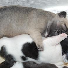 Fransk bulldog Casper-Cornelius Chopin