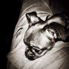 Blanding af racer Mille