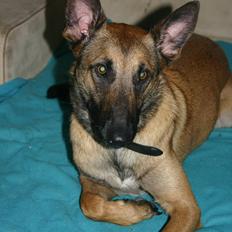 Malinois Jenos Mercedes