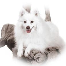 Japansk spids - Chiki