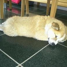 Islandsk fårehund Menja