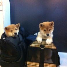 Shiba Kenzo