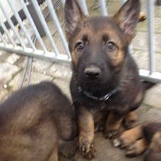 Schæferhund Cutulus Liva