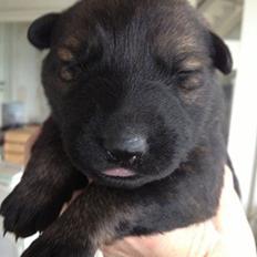 Schæferhund Cutulus Liva