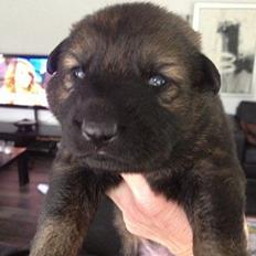 Schæferhund Cutulus Liva