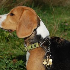 Beagle Daisy Hills Prinsesse Lathyrus. [Thyrus]