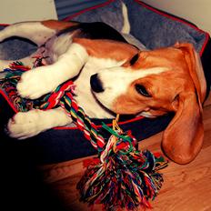 Beagle Daisy Hills Prinsesse Lathyrus. [Thyrus]