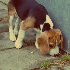 Beagle Daisy Hills Prinsesse Lathyrus. [Thyrus]