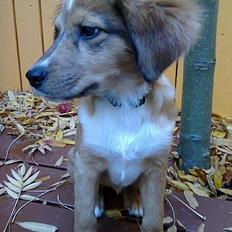 Blanding af racer Polka