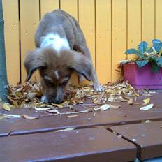 Blanding af racer Polka