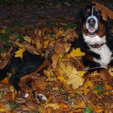 Berner sennenhund Nala *min eneste  ene*